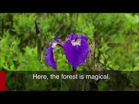 Lake Clark National Park