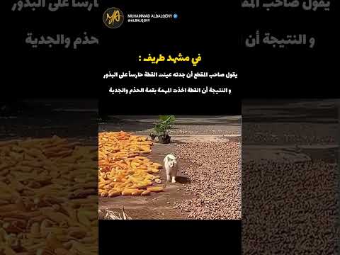 رد فعل القطة التي تم تعيينها حارساً خاصاً للبذور #قطط #ضحك #كوميديا