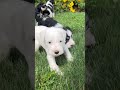 Miniature Schnauzer dogs for sale: Raymond❤️AKC Registered Five Boys - Video 1