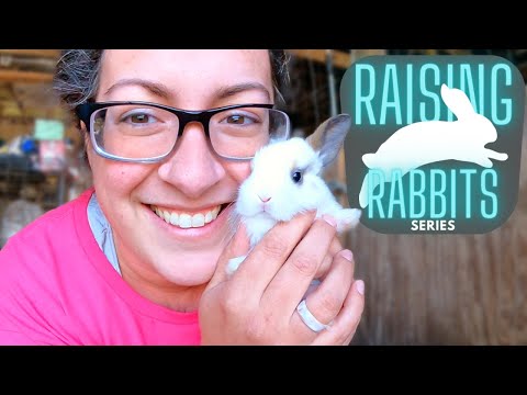 Rabbit Medicine Cabinet: Things To Consider Having On Hand