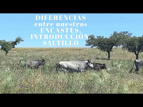 DIFERENCIAS entre nuestros ENCASTES: Introducción SALTILLO