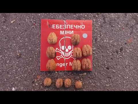 Сравнение размера ореха Яцек и Кочерженко, Идеал.