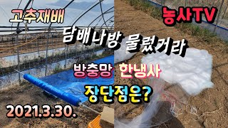고추재배, 담배나방을 막기위해 방충망과 한냉사 설치하는데 가격과 장단점 비교 [농사TV]
