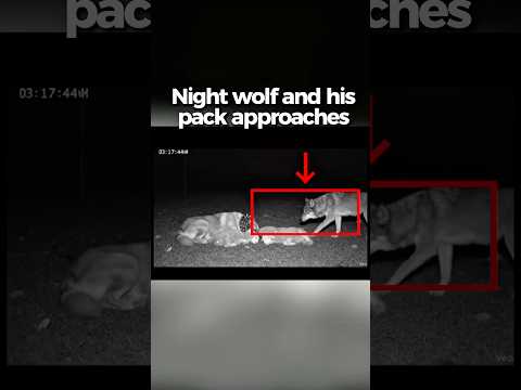 Night wolf and his pack approaches a Turkish Kangal while sleeping. #animals #shorts #viral