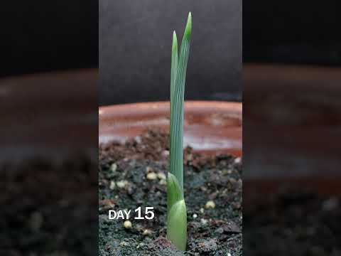 Iris Bulb Sprouting Time Lapse