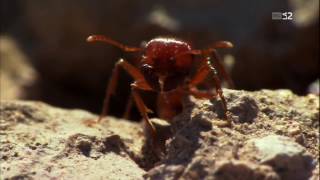DOCUMENTARIO - LA VITA DELLE FORMICHE