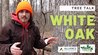 Tree Talk: White Oak