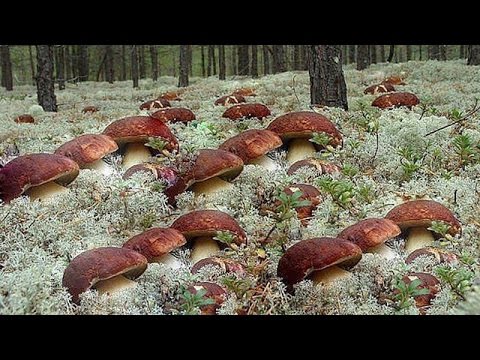 За белыми грибами
