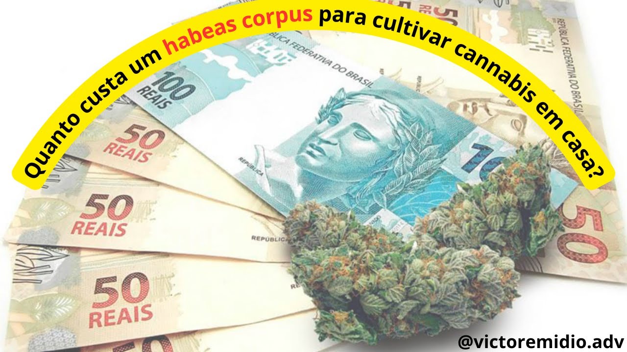 QUANTO CUSTA UM HABEAS CORPUS PARA CULTIVAR CANNABIS MEDICINAL?