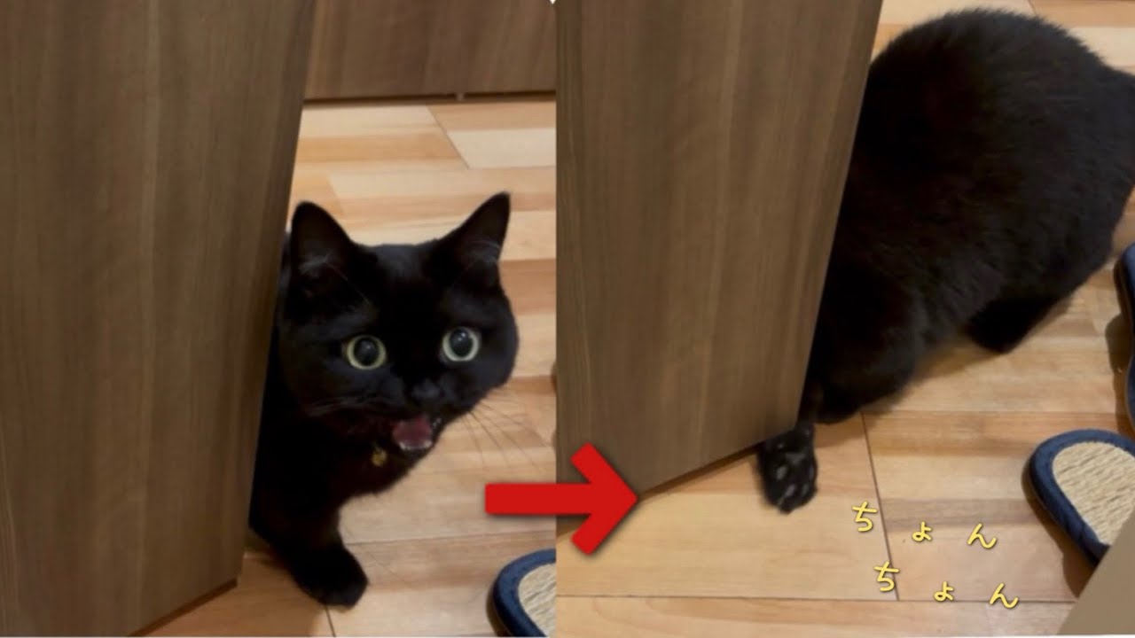 飼い主がトイレから出られないと思ったのか、ドア開けようと頑張ってくれる黒猫