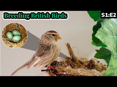 The Natives Finches Begin.. | Breeding British Birds S1:E2
