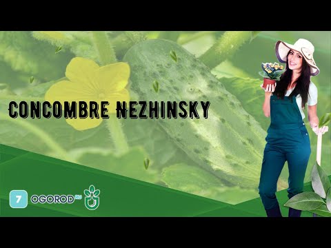 , title : 'Concombre Nezhinsky'