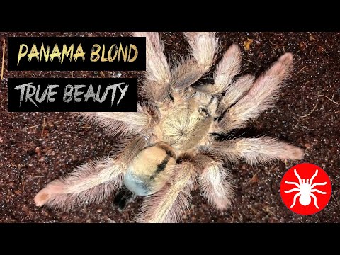 Sklípkavec panamský (Psalmopoeus pulcher) — terárium, kŕmenie a správanie