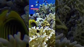 Record funding set to revive the Great Barrier Reef | 9 News Australia