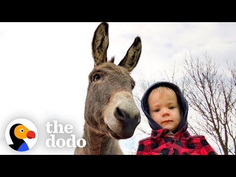 Donkey Can't Stop Following His New Human Brother Around | The Dodo Soulmates