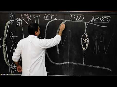Gross anatomy of interior of right atrium -1