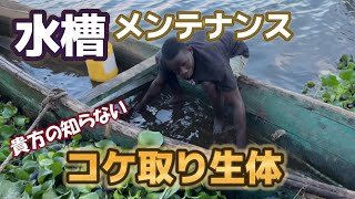 【熱帯魚飼育/アクアリウム】1週間で無くなった！水槽内の砂利についた茶ゴケ対策/How to get rid of brown algae in your aquarium