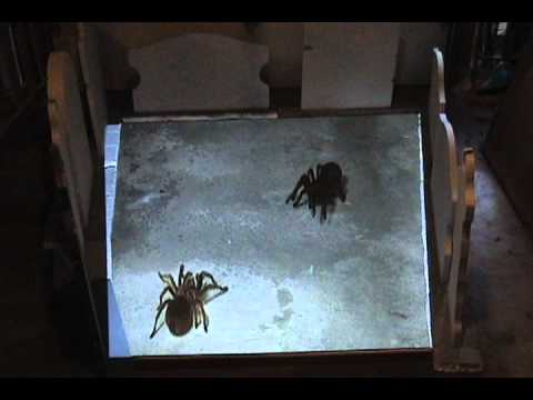 RV183 _ DVD SPIDERS SNAKES AND BATS