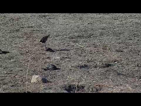 Djuma: Blacksmith Lapwing chick - 14:55 - 08/02/19