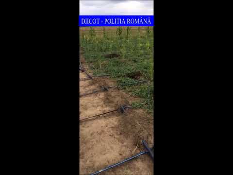 Doua tone de canabis confiscate in judetul Mehedinti