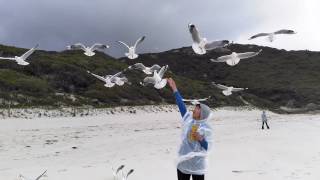 peter seagull
