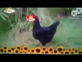 Go Eco Baby TV