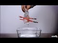 Water in Plastic Bag Trick - Leak Proof Bag Science Experiment | Educational Videos by Mocomi Kids