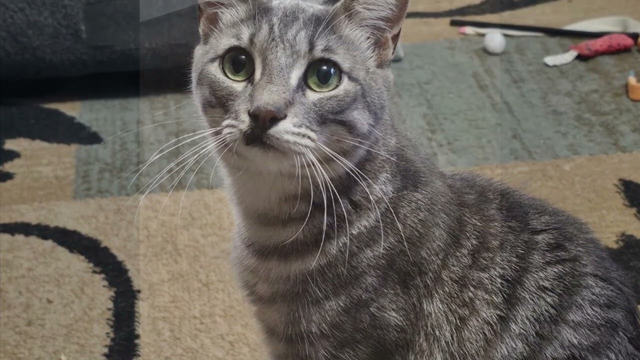 Enlarge Butch, a Adoptable Tabby in Warwick, RI video 3/6