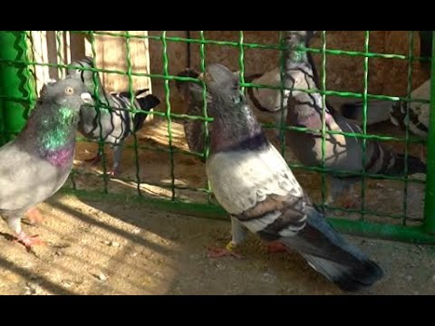 Vicešampion Srbije i pridruženih članica GSS 2023. - Vladimir Marković GSS 13