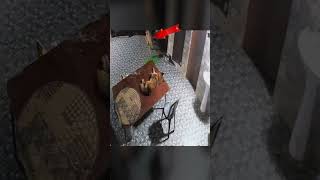 This Leopard Picked the Wrong House