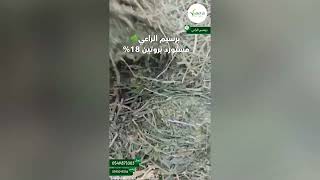 برسيم مصري