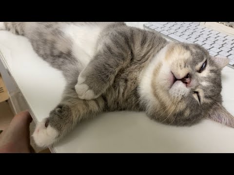 책상 위에서 떡실신한 고양이