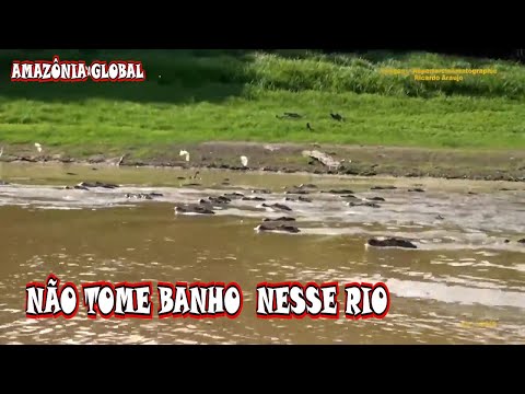 NÃO TOME BANHO NESSE RIO ,JACARÉ DO RIO PIRANHA MANACAPURU-AM-BRASIL