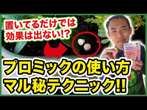 鉢植えの植物に最適な肥料のヒント 庭の練習