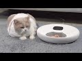Distributore Alimentare Automatico per Animali Domestici NutriSpin PF001 / PF006 6 Pasti Cibo Secco e Umido Bluetooth 5.0 - Foto miniatura 3