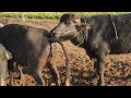 First Time Milan Kaisa Rahata Hai Buffalomating
