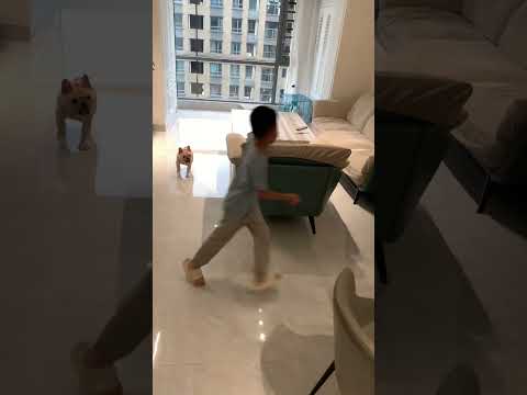 Weekends are a day of daily record of cute pets fighting wits and courage between naughty kids Fre