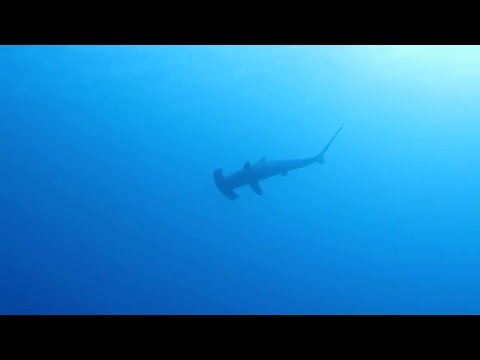 Акулы красного моря.Риф Дедалус 02.05.2016