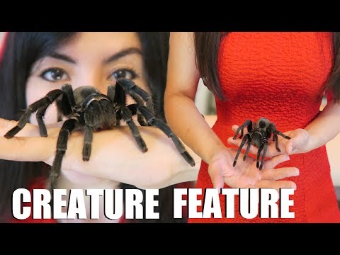 巨大タランチュラ！？| 生き物特集｜ブラジリアンブラックスパイダー (HUGE Tarantula! | Creature Feature | Brazilian Black Spider)