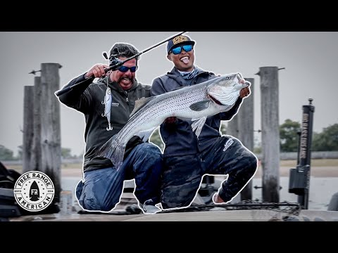 Oliver Ngy #6: Insane Striper Action in the Big Apple