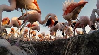Difundieron imágenes impactantes de la colonia de flamencos de La Pampa