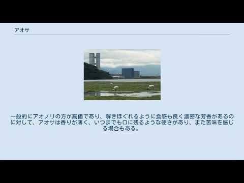 アオサ属について詳しく解説