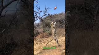 Skillful leopard jump to catch a bite