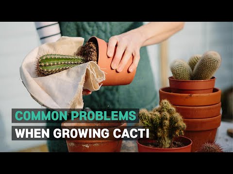 CACTI CARE TIPS | COMMON PROBLEMS WHEN GROWING CACTI | SUCCULENT TROUBLESHOOTING