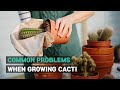 CACTI CARE TIPS COMMON PROBLEMS WHEN GROWING CACTI SUCCULENT TROUBLESHOOTING
