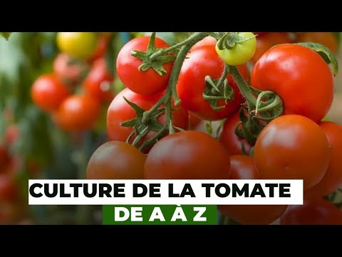 , title : 'Culture de la tomate de A à Z'