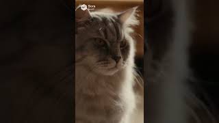 子猫がリビングで大暴れ→先住猫の居場所が消えた…【猫あるある｜AIアニメ】
