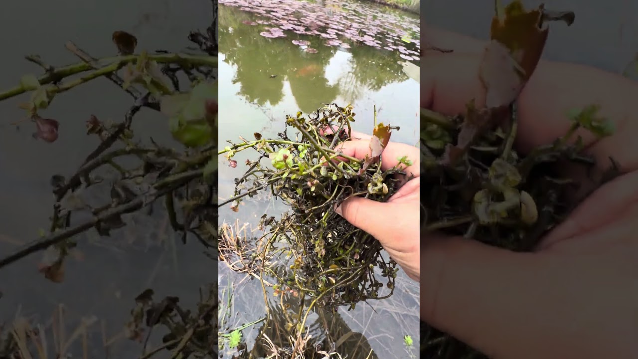 錦鯉が池で勝手に産卵したので