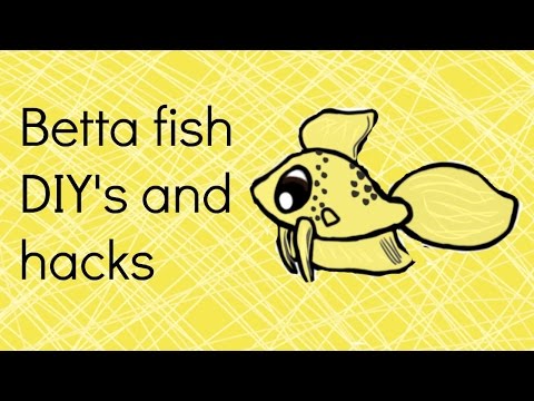 Simple Betta fish DIY's and hacks Collab!