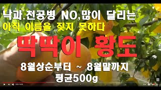 [복숭아재배]품종소개/황도계/8상~8하/대과/딱딱이/낙과없음/한우 마블링 적색과육
